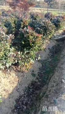 冠幅120厘米红叶石楠球