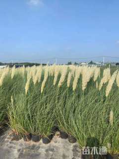 高度60厘米矮蒲苇