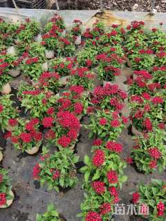 高度20厘米五星花