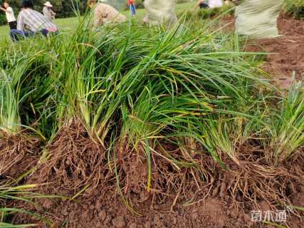 高度15厘米麦冬