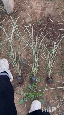 高度100厘米花叶芒