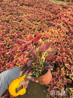 高度20厘米彩叶草