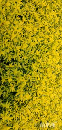 高度20厘米满天星