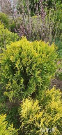 冠幅160厘米洒金柏球