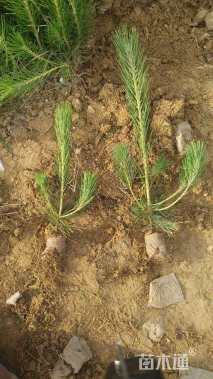 高度100厘米油松小苗