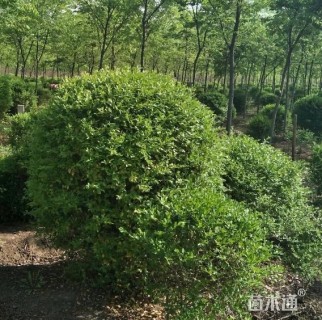 冠幅180厘米小叶女贞球