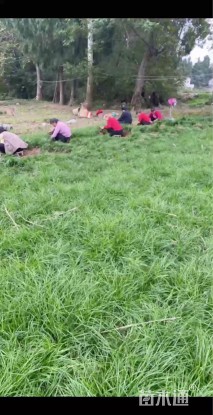 高度25厘米麦冬