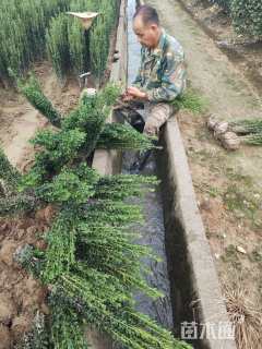 高度20厘米直立冬青