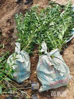 高度40厘米连翘