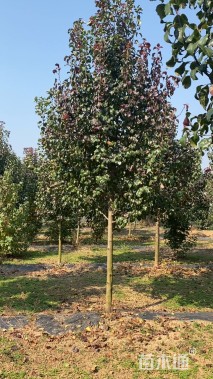 10公分彩叶豆梨