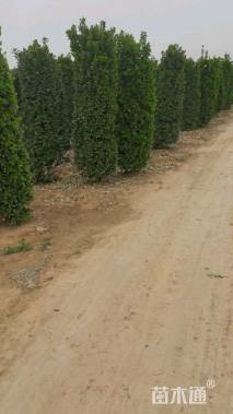 高度250厘米大叶黄杨柱