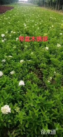 高度50厘米八仙花