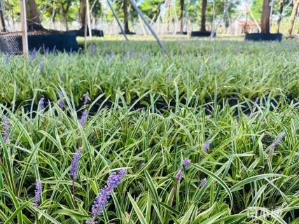 高度25厘米金边麦冬