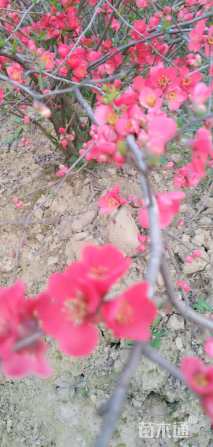 高度100厘米贴梗海棠