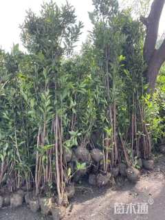 高度300厘米法国冬青