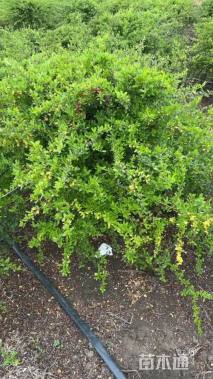 冠幅150厘米火棘球