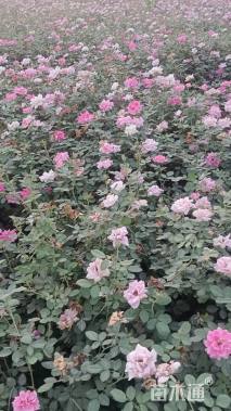 高度40厘米丰花月季