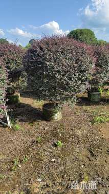 冠幅100厘米红花继木球