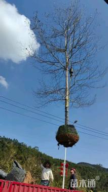 18公分小叶榄仁