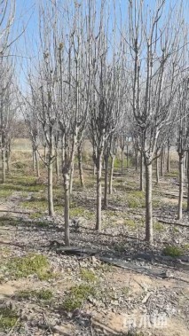 15公分西府海棠