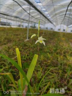 高度30厘米白芨