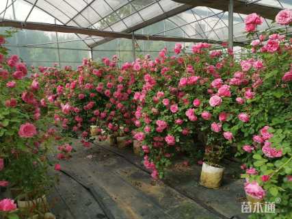 50厘米藤本月季