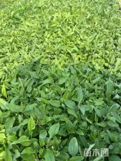 高度20厘米穗花婆婆纳