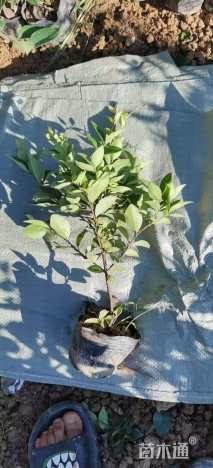 高度25厘米金森女贞