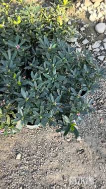 高度25厘米瑞香