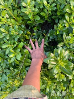 高度20厘米海桐小苗