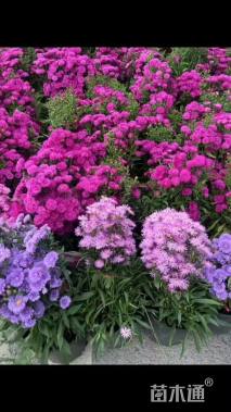 高度20厘米荷兰菊