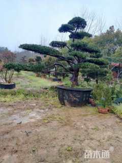 10公分造型台湾罗汉松