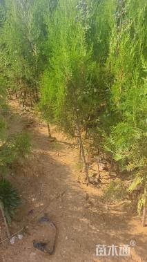 高度80厘米侧柏