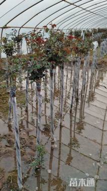 高度120厘米高杆月季