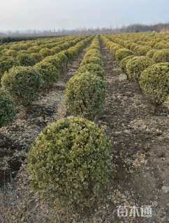 冠幅80厘米金边黄杨球