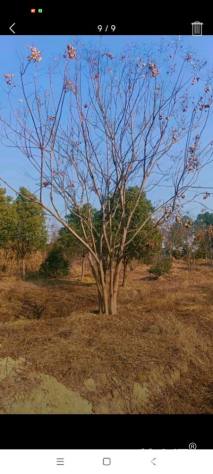 50公分(4杆)丛生栾树