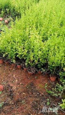 高度30厘米蓝雪花