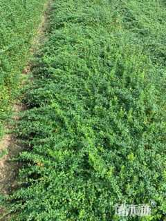 高度60厘米迎春花