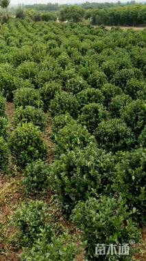 高度150厘米大叶黄杨柱