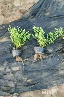 高度30厘米小叶栀子