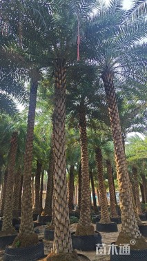 裸干高500厘米银海枣