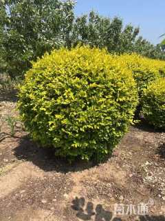 冠幅150厘米金叶女贞球