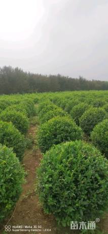 冠幅150厘米水蜡球