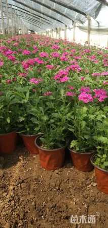 高度20厘米美女樱