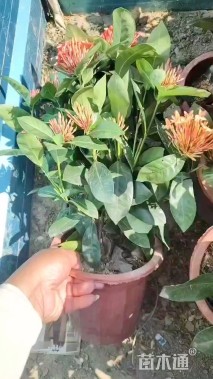 高度50厘米龙舌兰