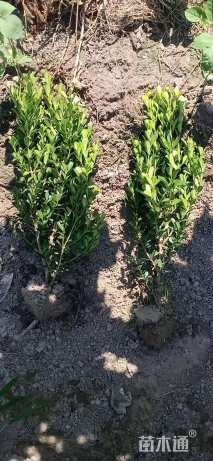 高度45厘米瓜子黄杨