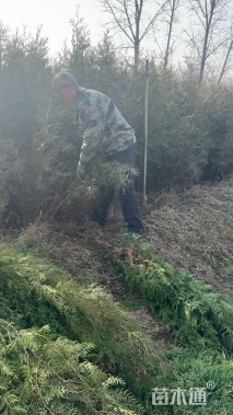 高度160厘米侧柏