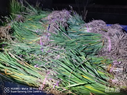 高度20厘米紫娇花