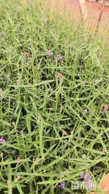 高度40厘米柳叶马鞭草