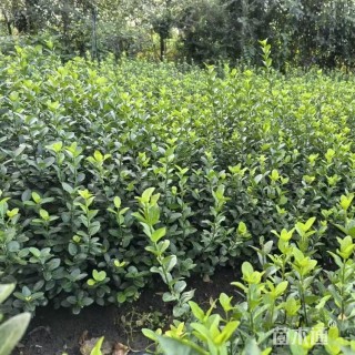 高度70厘米卫矛